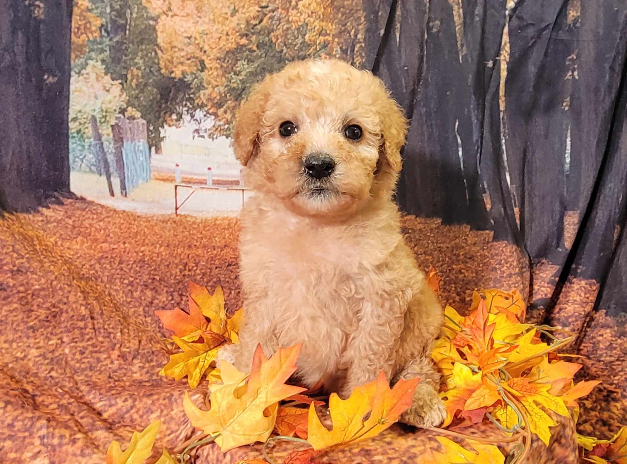 puppy, for, sale, Goldendoodle Mini F1B, Lana  Arnall, dog, breeder, Hartville, MO, dog-breeder, puppy-for-sale, forsale, nearby, find, puppyfind, locator, puppylocator, aca